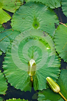 Lotus flower bud and lily pad