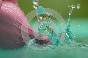 Lotus flower bud in a pond or fountain with water