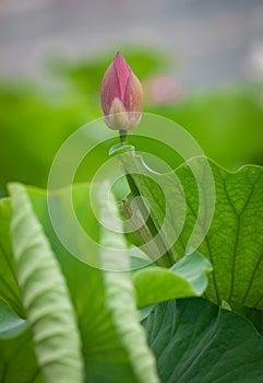 Lotus flower bud