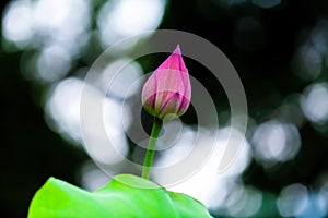 Lotus flower bud under light shadow