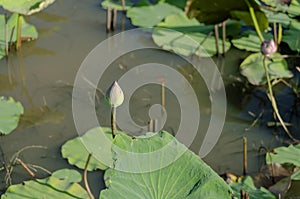 lotus flower bud which not yet blooming