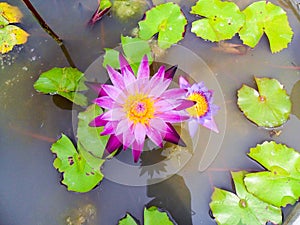 Lotus flower for Buddhism