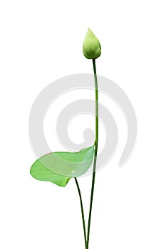 Lotus flower budding and leaf photo