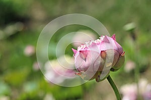 Lotus flower budding.