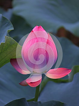 THE LOTUS FLOWER BUDS
