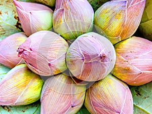 Lotus flower buds in a bunch