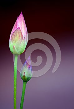 Lotus flower buds photo