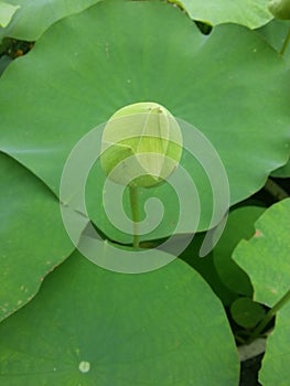 The lotus flower buds were still green, however, they did not detract from their beauty. photo