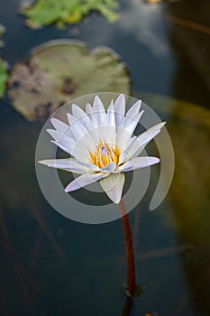 Lotus flower in chiangmai thailand / lighting for early morning