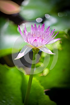 lotus flower in chiangmai thailand lighting for early morning