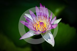 lotus flower in chiangmai thailand lighting for early morning