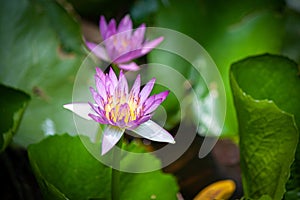 lotus flower in chiangmai thailand lighting for early morning