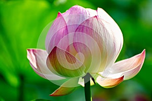 The lotus flower close-up