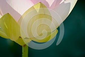 Lotus flower1