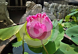 Lotus flower close up. A bud with graceful pink petals on a long stem.