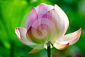 The lotus flower close-up photo