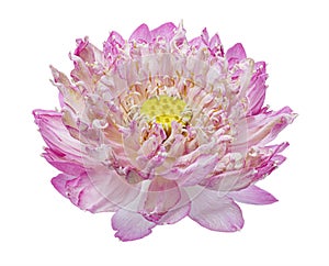 Lotus flower, Close up of Pink lotus flower blooming isolated on white background, with clipping path