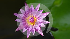 Lotus flower close up video in Thailand