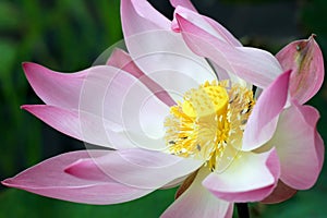 Lotus flower closeup photo