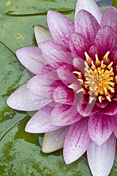 Lotus flower closeup