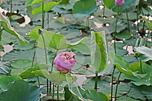 Lotus flower;colorful flower for decoration and religion purpose