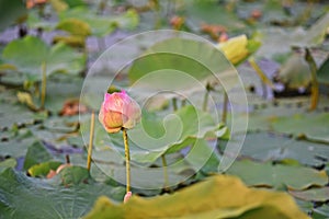 Lotus flower;colorful flower for decoration and religion purpose