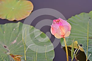 Lotus flower;colorful flower for decoration and religion purpose