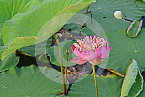 Lotus flower;colorful flower for decoration and religion purpose