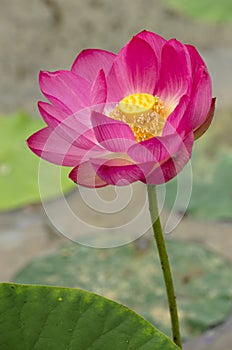 Lotus flower is colorful pure