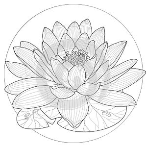 Lotus flower.Coloring book antistress for children and adults