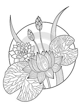 Lotus flower coloring book vector illustration