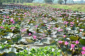 Lotus flower cultivation in Bhopal