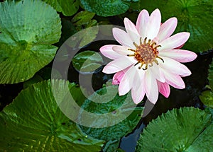 Lotus flower for design background.