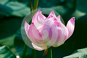 The lotus flower and dewdrop