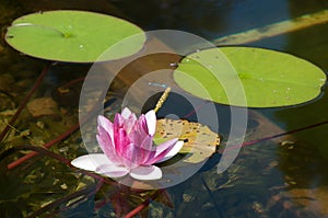 Lotus flower with dragonfly