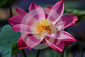 Lotus Flower in Early Morning