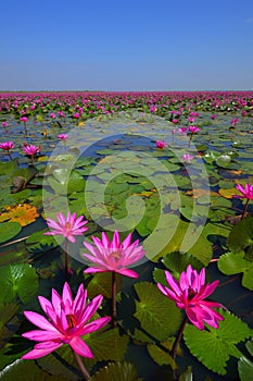 Lotus flower field in Thailand