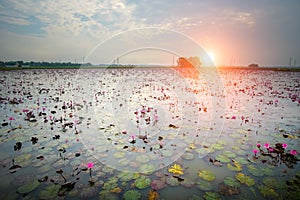 Lotus flower fields in large swamps photo