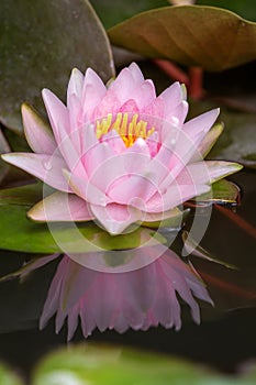 Lotus flower float on the water