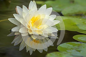 Lotus flower float on the water