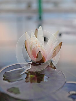 lotus flower floating on water