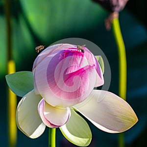 Lotus flower, in the flowering period, in nature in a pond on a sunny day, bright and delicate colors.