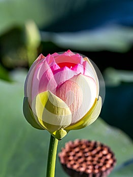 Lotus flower, in the flowering period, in nature in a pond on a sunny day, bright and delicate colors.