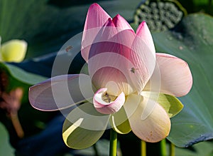 Lotus flower, in the flowering period, in nature in a pond on a sunny day, bright and delicate colors.