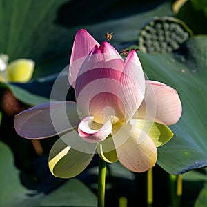 Lotus flower, in the flowering period, in nature in a pond on a sunny day, bright and delicate colors.