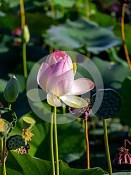 Lotus flower, in the flowering period, in nature in a pond on a sunny day, bright and delicate colors.