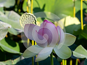 Lotus flower, in the flowering period, in nature in a pond on a sunny day, bright and delicate colors.