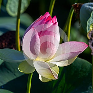 Lotus flower, in the flowering period, in nature in a pond on a sunny day, bright and delicate colors.