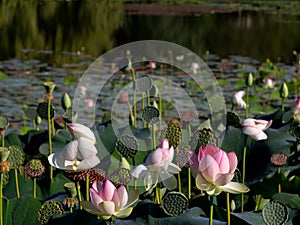 Lotus flower, in the flowering period, in nature in a pond on a sunny day, bright and delicate colors.