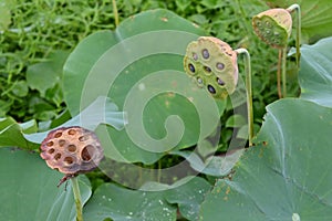 Lotus flower and fruit receptacle in the summer lotus field.